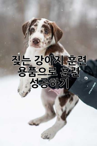 짖는 강아지? 훈련 용품으로 훈련 성공하기!🐶