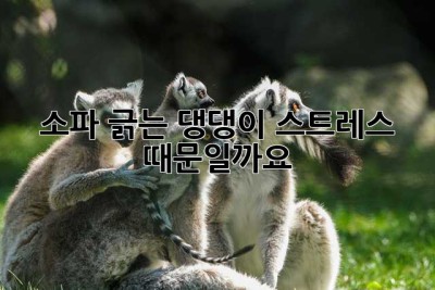 소파 긁는 댕댕이, 스트레스 때문일까요? 😭