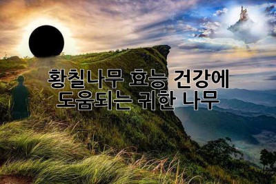 황칠나무 효능: 건강에 도움되는 귀한 나무